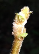 Tri-foliate climber photo